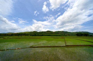 Yeşil pirinç Teras
