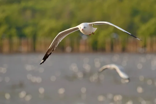 Seagull flying — Stock Photo, Image