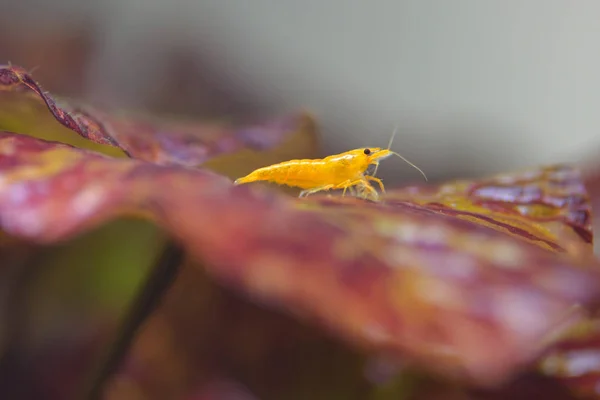 Shrimp in tank — Stock Photo, Image