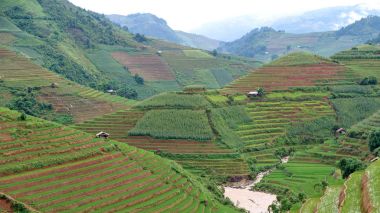 Yeşil pirinç Teras