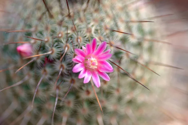 Cactaceae macro — Stockfoto