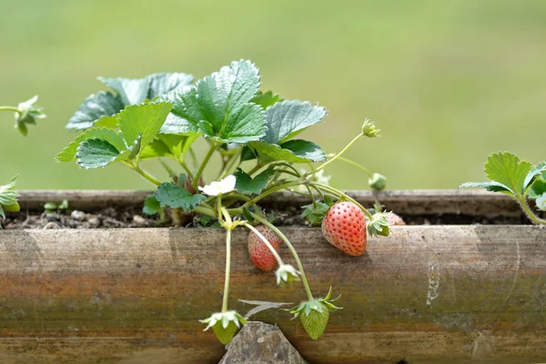 Morango na fazenda — Fotografia de Stock