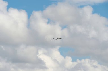 gökyüzü üzerinde küçük kuş