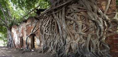 eski tapınak ve altın buddha