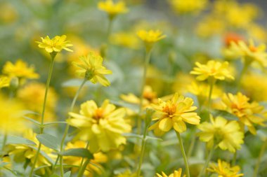 Park Zinnia çiçeği