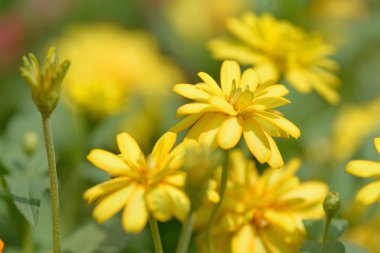 Park Zinnia çiçeği