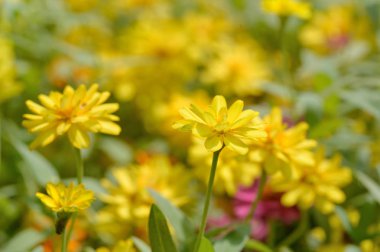 Park Zinnia çiçeği