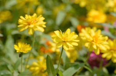 Park Zinnia çiçeği