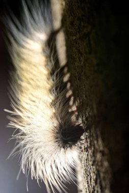 ışık ile yakın çekim tırtıl