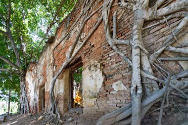 ağacında eski Tapınağı