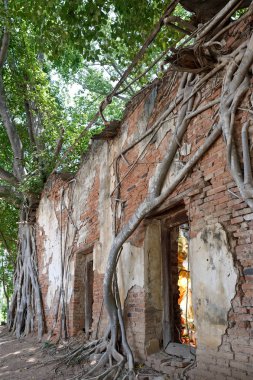 ağacında eski Tapınağı