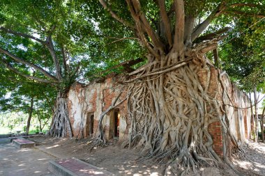ağacında eski Tapınağı