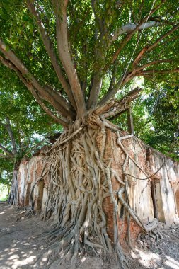 ağacında eski Tapınağı