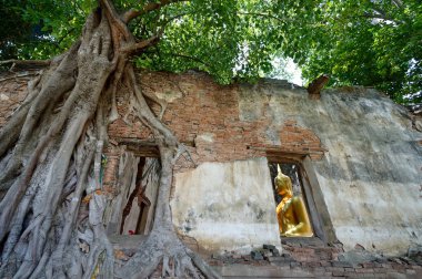 ağacında eski Tapınağı