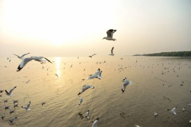 uçan martı ve günbatımı