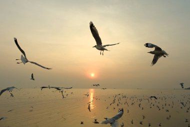 uçan martı ve günbatımı