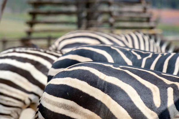 Close up zebra — Stock Photo, Image