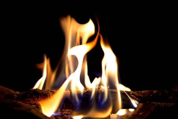 Brennholz im Wald mit hohem Iso — Stockbild Brennholz im Wald — Stockfoto