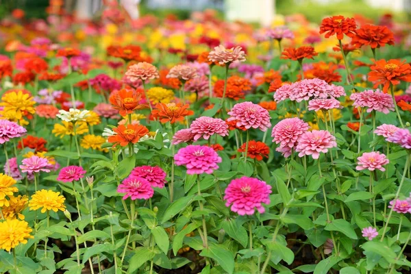 Kükürt kozmos çiçekleri