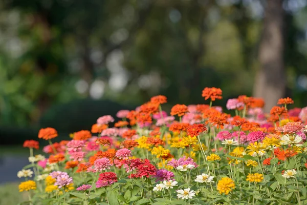 Kén kozmosz virágok — Stock Fotó