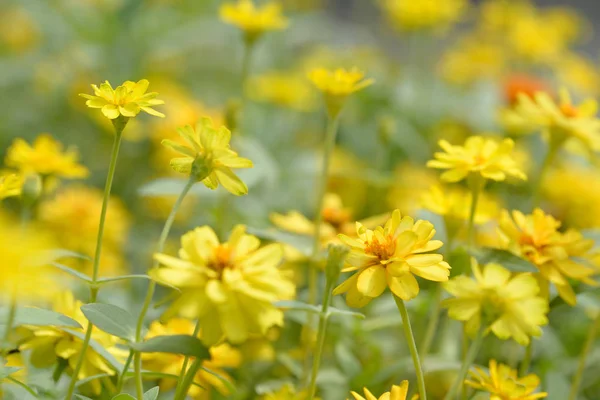 Park Zinnia çiçeği
