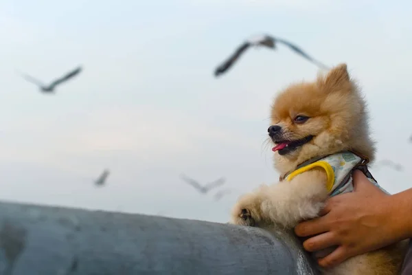 개와 비행 갈매기 — 스톡 사진