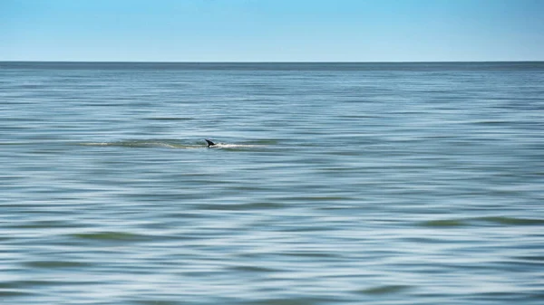 Barbatana de baleia de Bryde — Fotografia de Stock