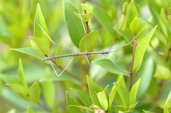 Tenodera Pinapavonis ou Phobaeticus — Fotografia de Stock