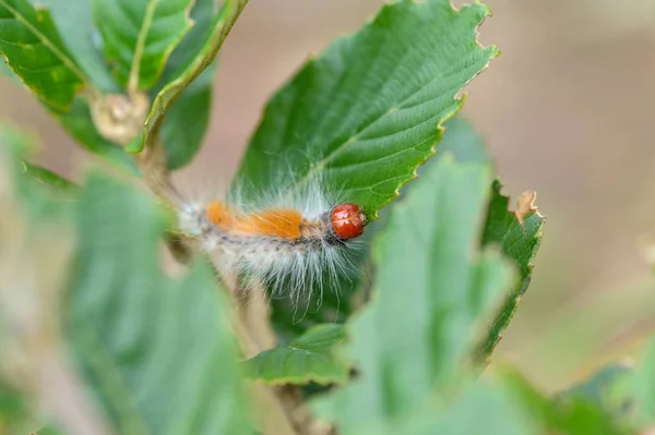 Orangefarbenes Wurmhaar — Stockfoto