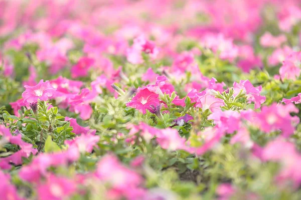 Macro pink flower — Stock Photo, Image