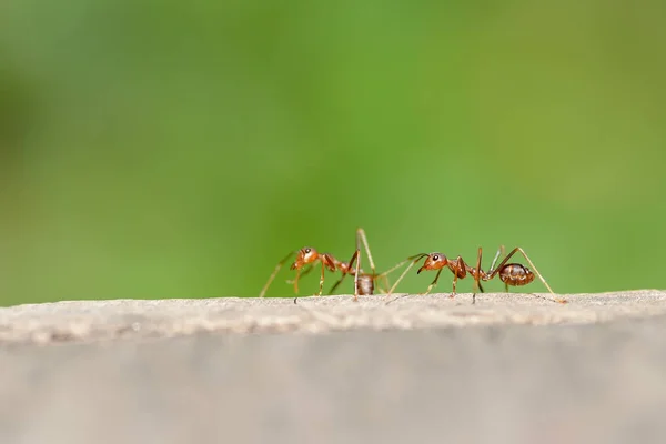 Formiga vermelha macro — Fotografia de Stock