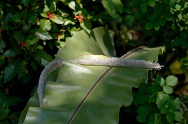 yakın çekim yılan slough