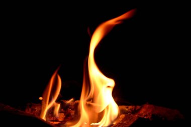 yakacak odun forrest