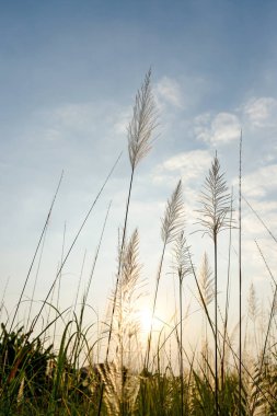 Çimen çiçek ışık