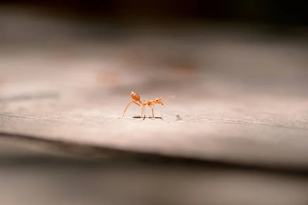 Macro red ant — Stock Photo, Image