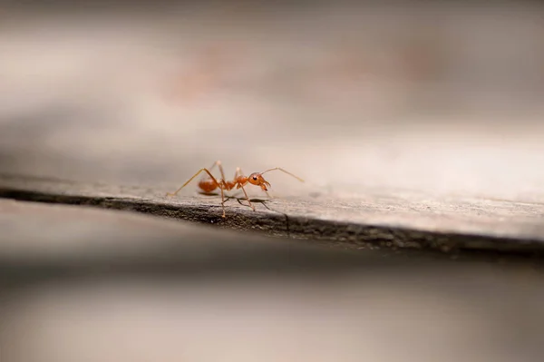 Macro red ant — Stock Photo, Image