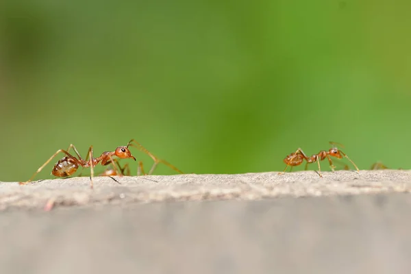 宏红色蚂蚁 — 图库照片