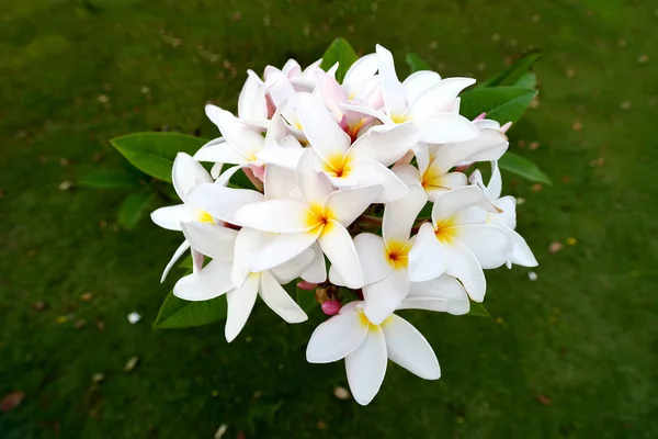 Flores de Frangipani —  Fotos de Stock