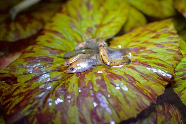 Риба на листі лотоса — стокове фото
