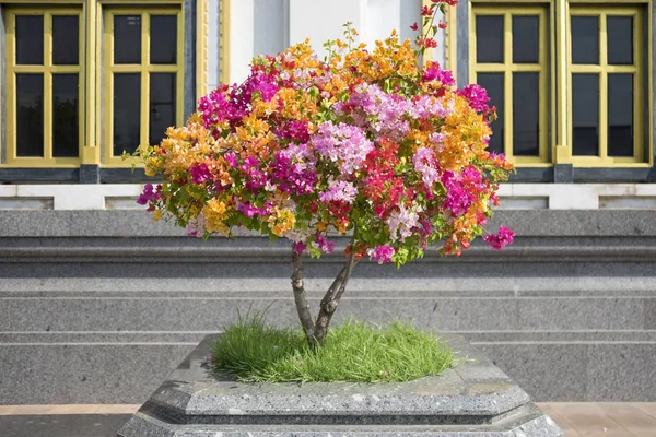 Flor Bougainvillea multi cor — Fotografia de Stock