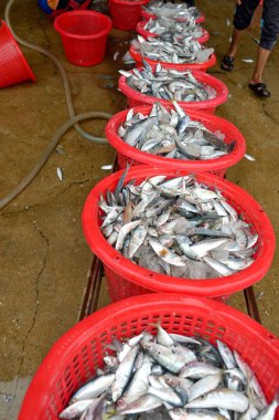 Sepet içinde balık