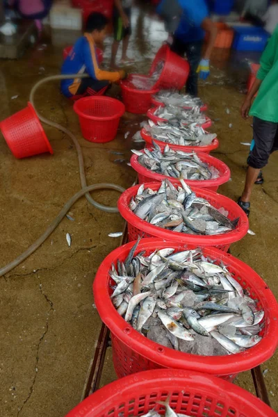 Sepet içinde balık