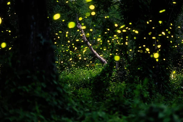 森の中のホタル — ストック写真
