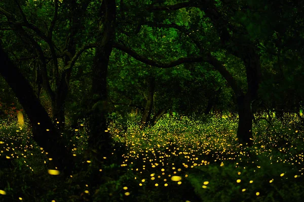 Світлячок у лісі — стокове фото