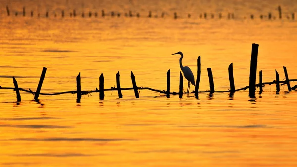 Egret på bambu i havet — Stockfoto