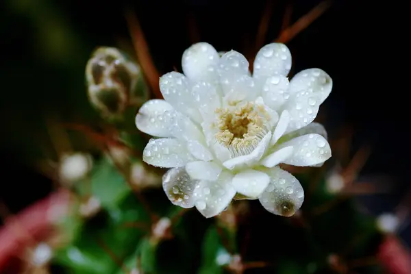 Close up flor de cacto — Fotografia de Stock