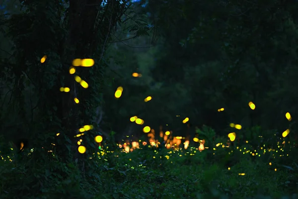 Светлячок в лесу — стоковое фото