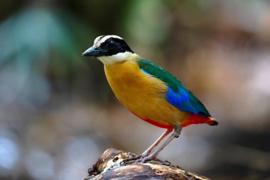 Pitta Bird 'ü kapatın.