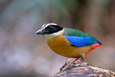 Pitta Bird 'ü kapatın.