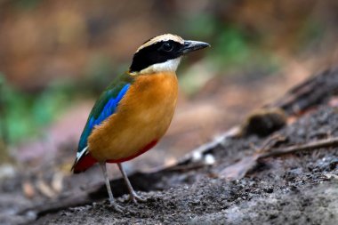 Pitta Bird 'ü kapatın.